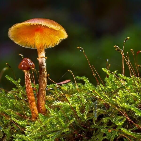 Tiny mushrooms can be indication that fairies exist here