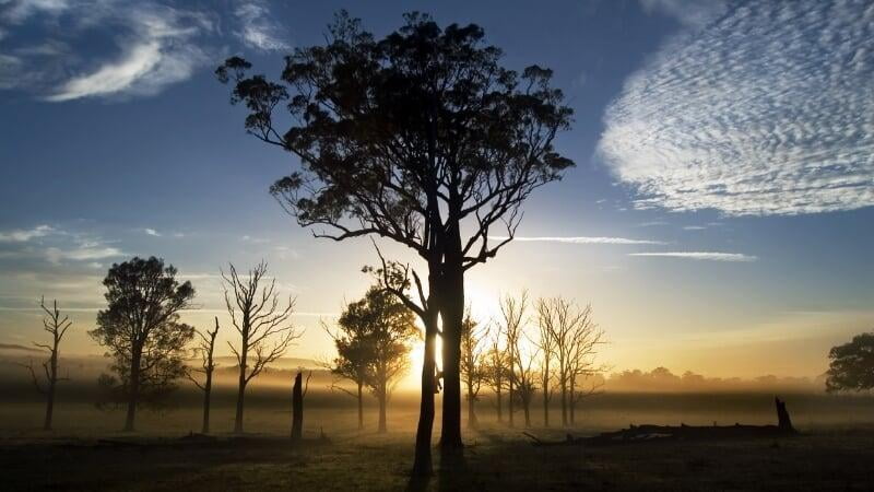 Ironbark stands tall over the Australian Landscape